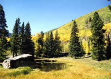 Aspen Grove