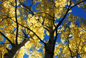 Aspen Leaves